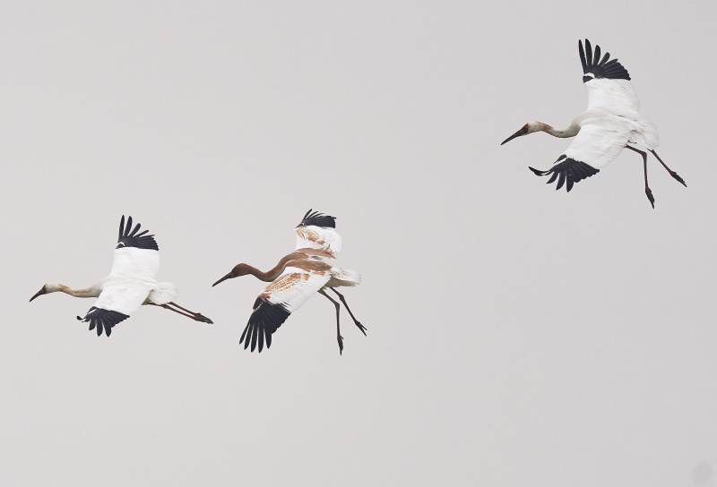 Des grues blanches survolent une zone de conservation des grues blanches près du lac Poyang
