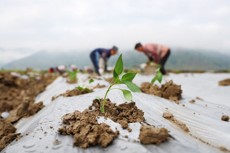 Des villageois travaillent dans une base de plantation de piments du bourg de Xinzhou