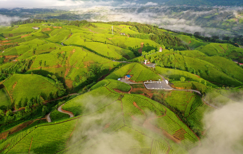 Photo aérienne prise le 26 avril 2022 montrant des champs de thé dans la préfecture autonome Tujia et Miao d'Enshi