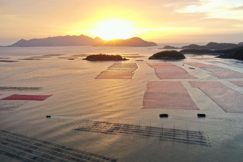 Photo aérienne des bateaux naviguant à l'aube dans une zone d'aquaculture du bourg de Sansha