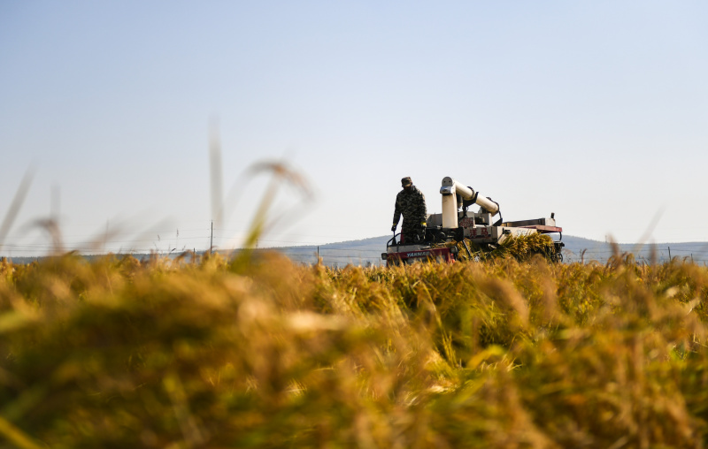Un agriculteur récolte du riz dans le bourg de Xihe de la ville de Shulan