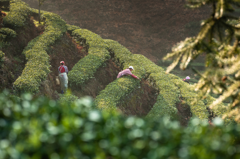 Des agriculteurs cueillent des feuilles de thé dans un jardin de thé du district autonome Dong de Tongdao