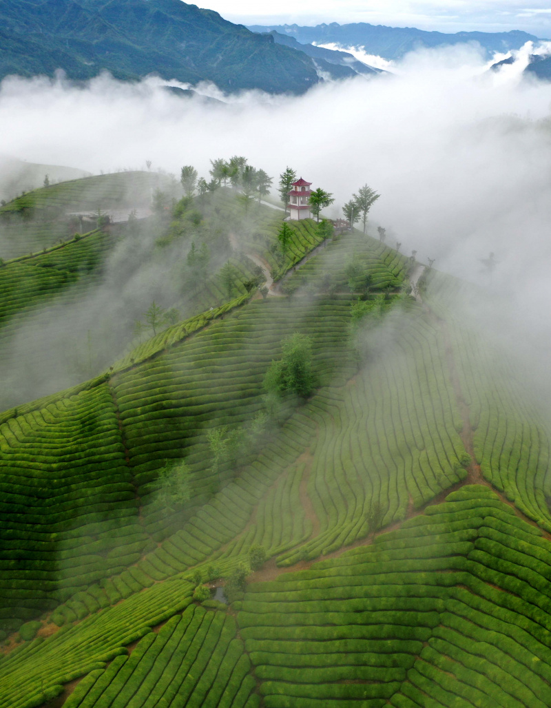 Photo aérienne prise le 26 avril 2022 montrant des champs de thé dans la préfecture autonome Tujia et Miao d'Enshi