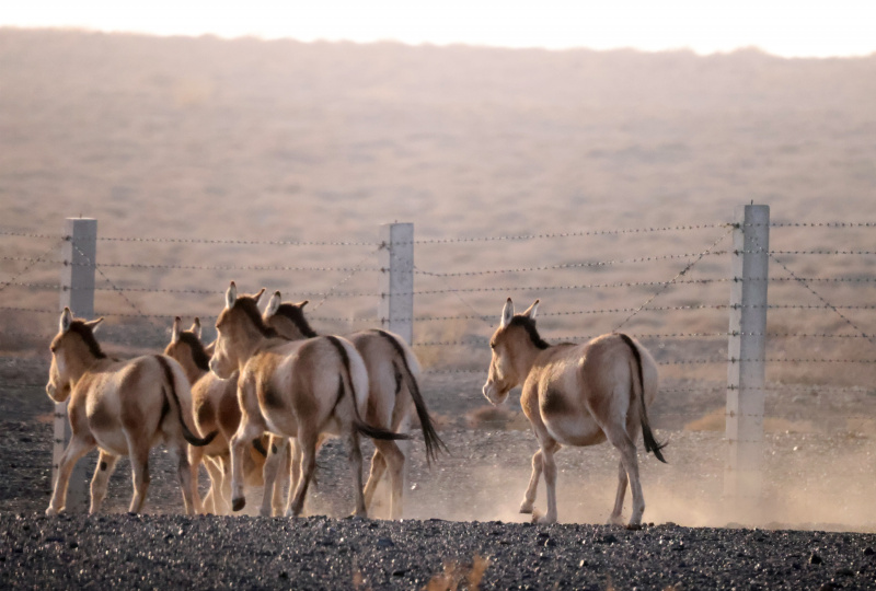 Un troupeau d'ânes sauvages de Mongolie dans la réserve naturelle d'Urad