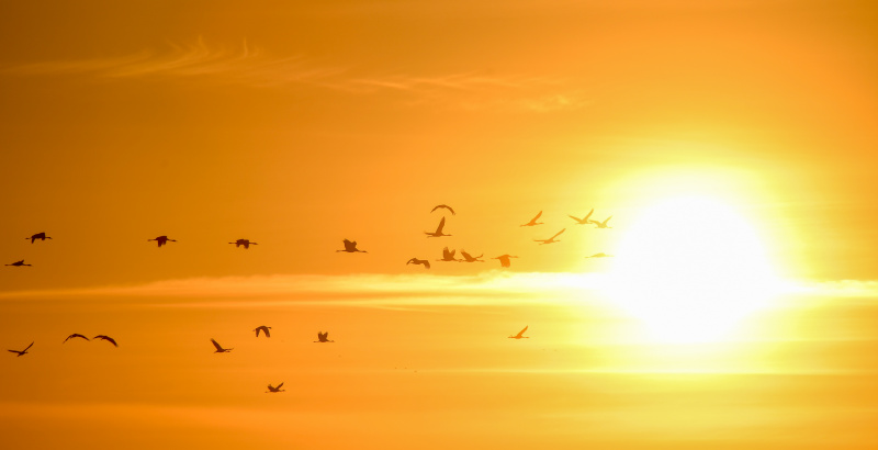 Des oiseaux migrateurs dans le district de Zhenlai de la ville de Baicheng