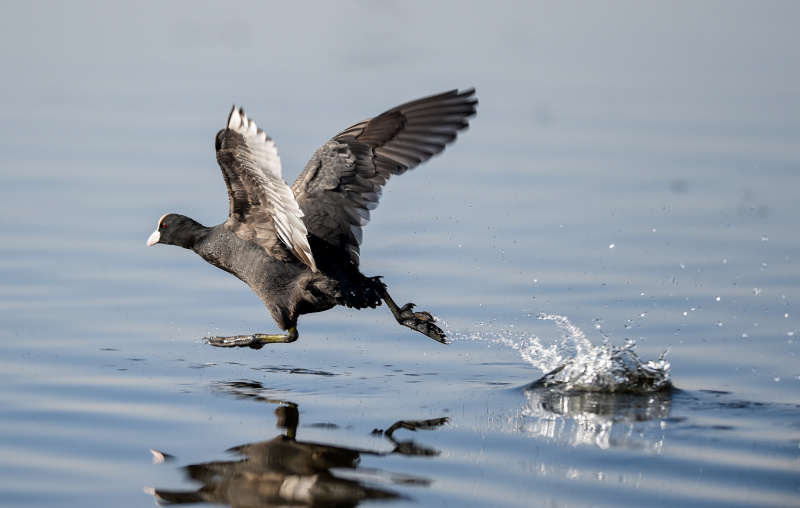Photo prise le 4 avril 2020 d'un oiseau migrateur survolant la zone humide Ulansuhai Nur à Bayannur