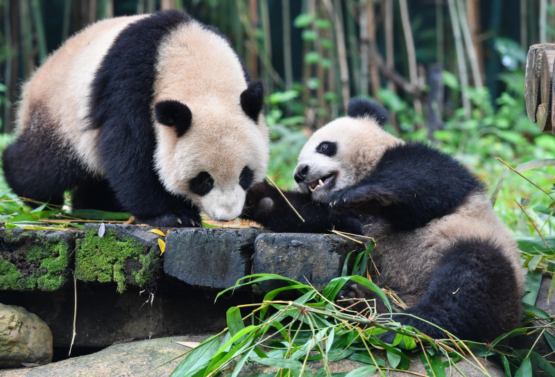 Les pandas géants Tingzai et Longzai dans le parc safari de Chimelong