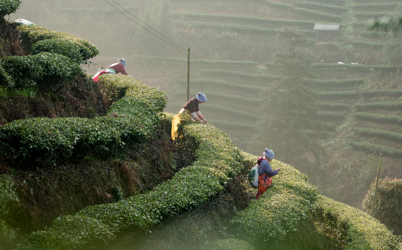 Des agriculteurs cueillent des feuilles de thé dans un jardin de thé du district autonome Dong de Tongdao