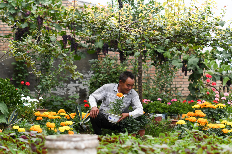 Wei Jinming dans sa plantation de légumes dans le village de Xinzhai