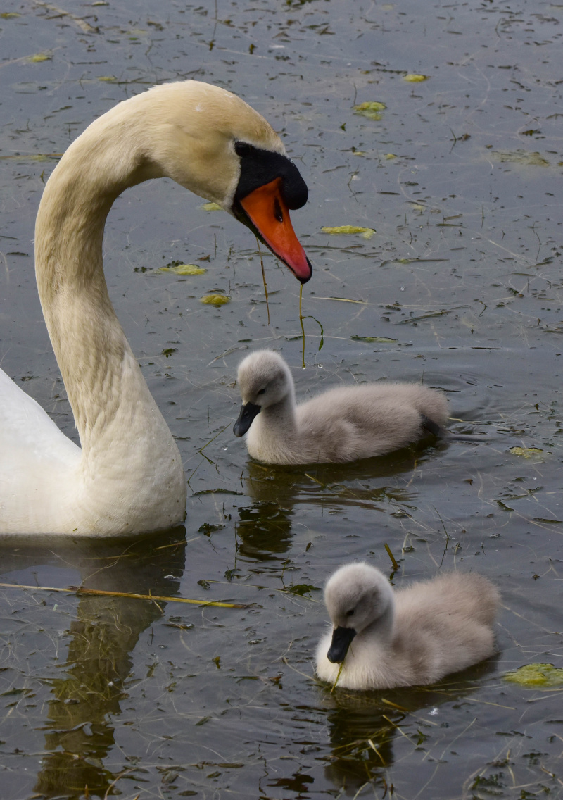 Un cygne muet et ses bébés dans un parc