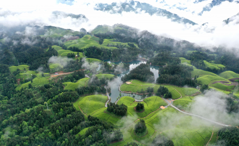 Photo aérienne prise le 26 avril 2022 montrant des champs de thé dans la préfecture autonome Tujia et Miao d'Enshi