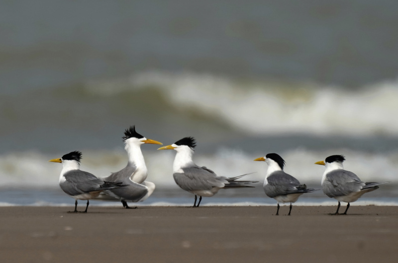 Des sternes d'Orient se reposent dans la réserve naturelle de l'estuaire de la rivière Minjiang
