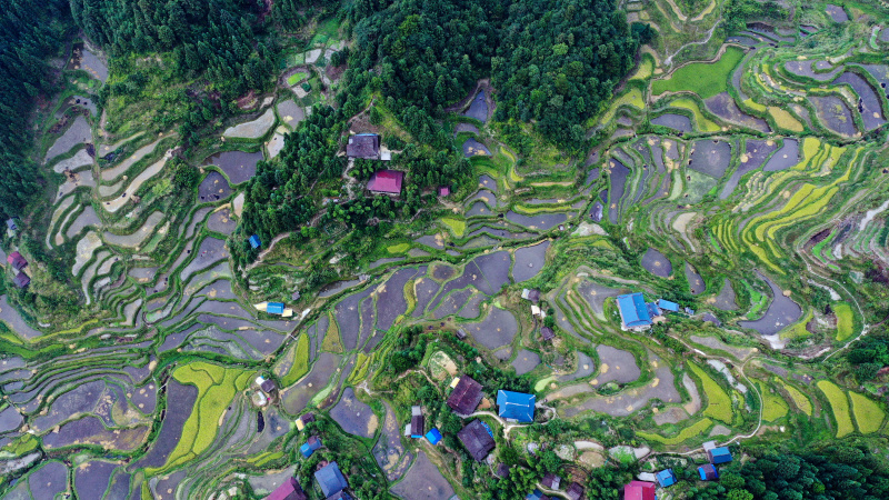 Des champs en terrasses du système de coexistence riz-poisson dans le village de Liangyou du bourg de Hongshui