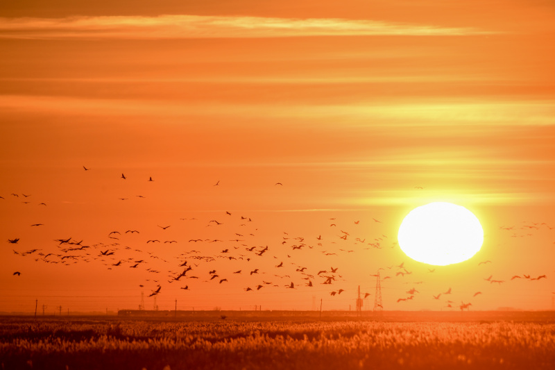 Des oiseaux migrateurs dans le district de Zhenlai de la ville de Baicheng