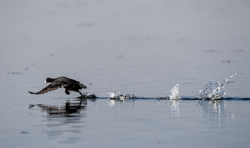 Photo prise le 4 avril 2020 d'un oiseau migrateur survolant la zone humide Ulansuhai Nur à Bayannur