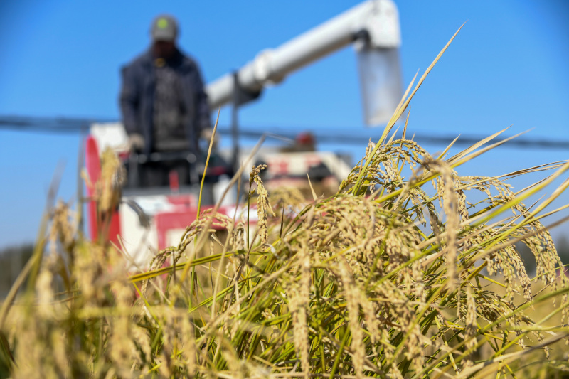 Un agriculteur récolte du riz dans le bourg de Xihe de la ville de Shulan