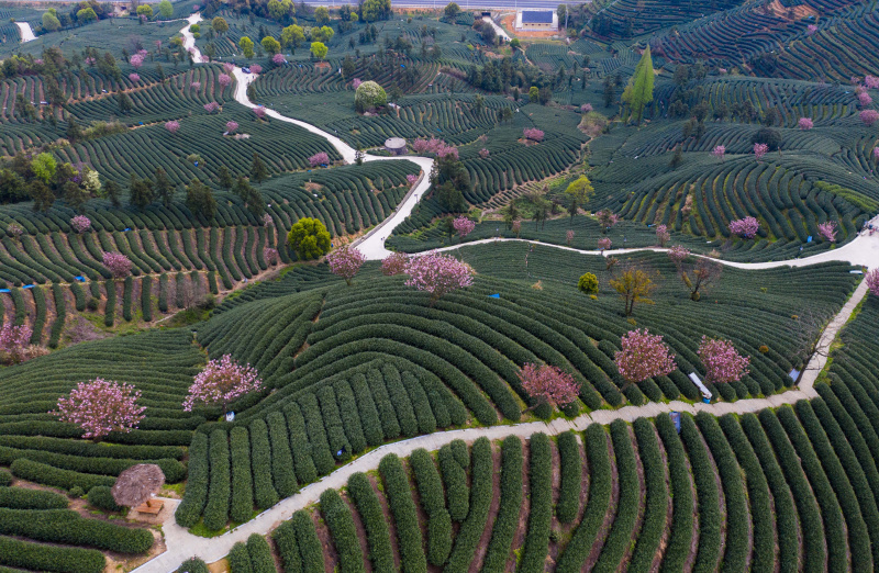 Vue de fleurs de cerisier dans un jardin de thé du village de Bashan