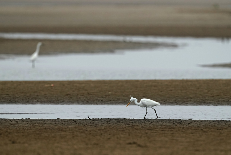 Une aigrette se nourrit dans la réserve naturelle de l'estuaire de la rivière Minjiang