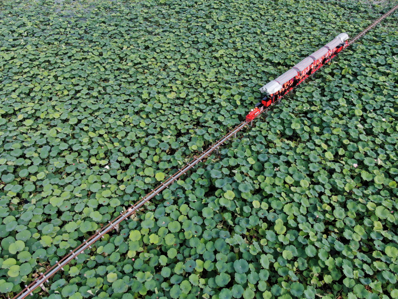 Des visiteurs prennent un mini-train touristique pour admirer des fleurs de lotus sur le lac Longde