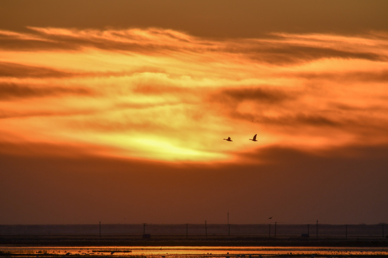 Des oiseaux migrateurs dans le district de Zhenlai de la ville de Baicheng