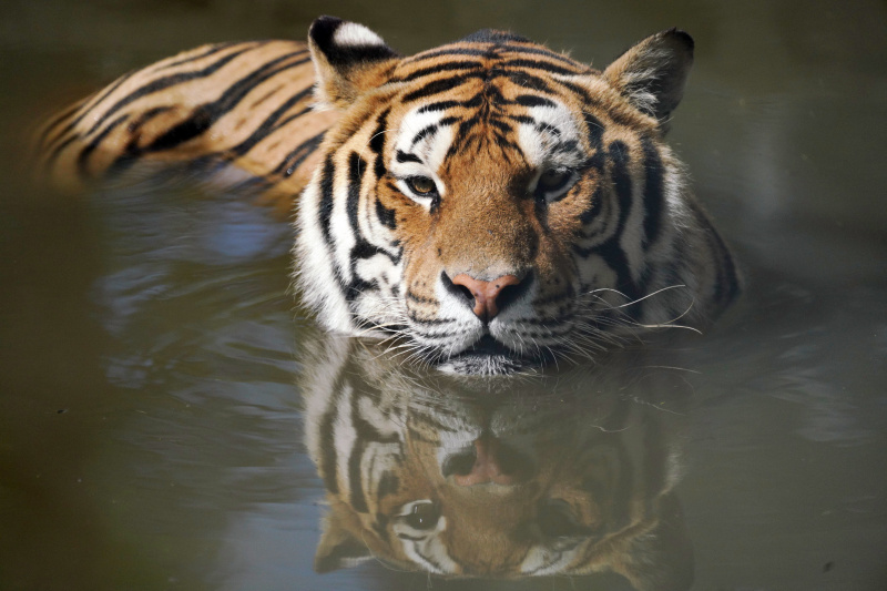 Un tigre de Sibérie dans le Parc des tigres de Sibérie de Hengdaohezi à Hailin