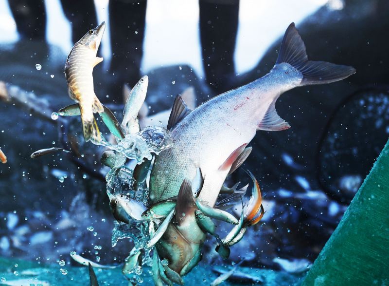Des poissons pêchés lors d'une pêche hivernale sur le lac Ulunggur gelé dans le district de Fuhai de la région autonome ouïgoure du Xinjiang (nord-ouest de la Chine)