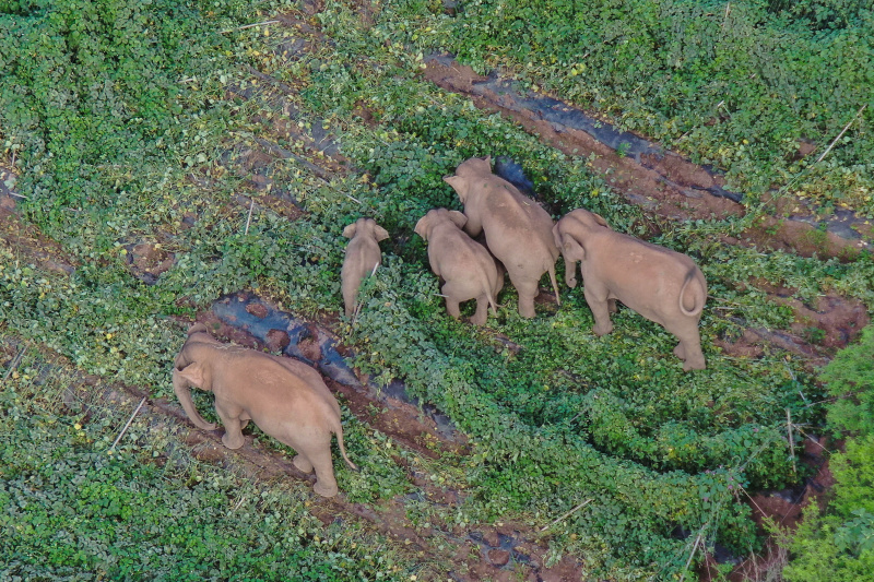 Photo aérienne d'un troupeau d'éléphants d'Asie dans le bourg de Dalongtan du district d'Eshan de la ville de Yuxi