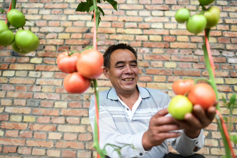Wei Jinming dans sa plantation de légumes dans le village de Xinzhai
