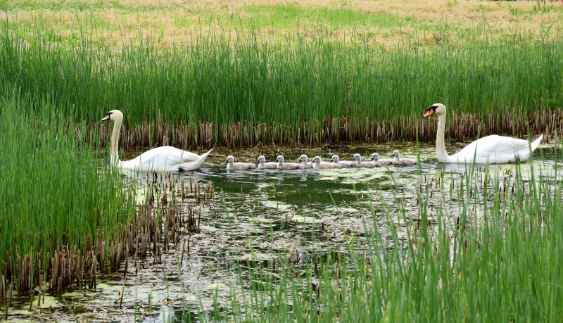 Un couple de cygnes muets et leurs bébés dans un parc