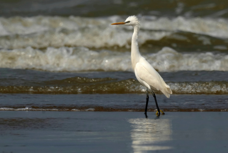 Une aigrette se nourrit dans la réserve naturelle de l'estuaire de la rivière Minjiang