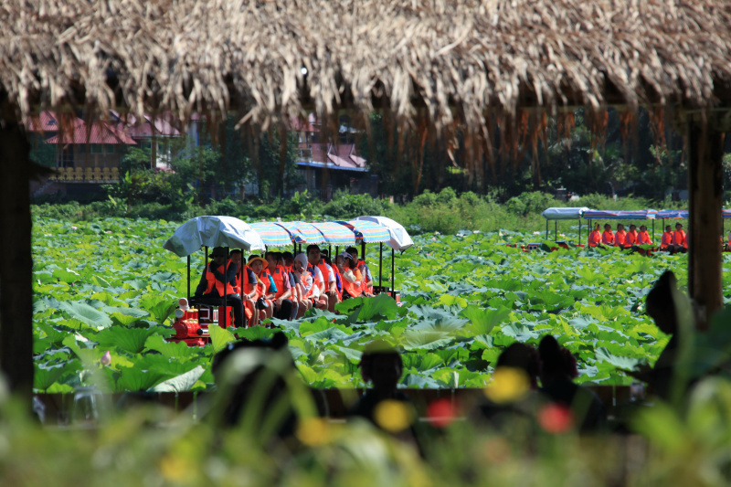 Des visiteurs prennent un mini-train touristique pour admirer des fleurs de lotus sur le lac Longde