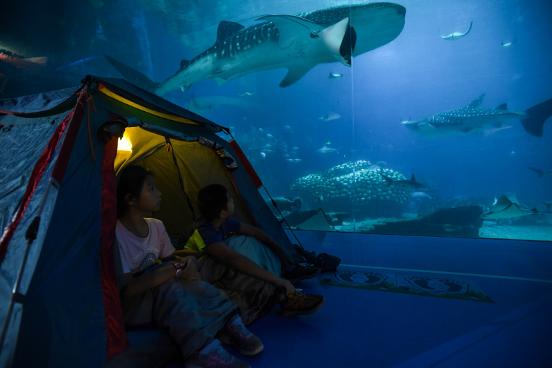 Des visiteurs observent des requins-baleines au petit matin à Chimelong Ocean Kingdom
