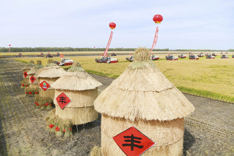 Des machines agricoles récoltent du riz dans une ferme