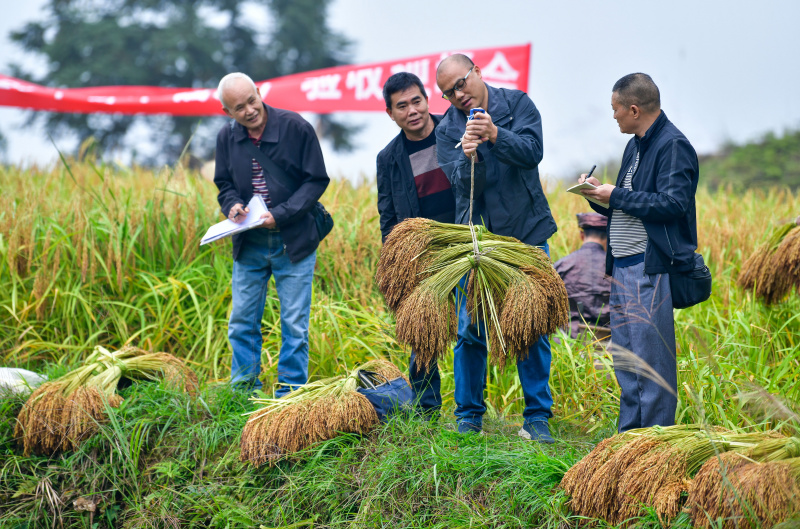 Des techniciens agricoles mesurent le rendement du riz gluant dans le village de Jianhua du district de Congjiang de la préfecture autonome Miao de Qiandongnan