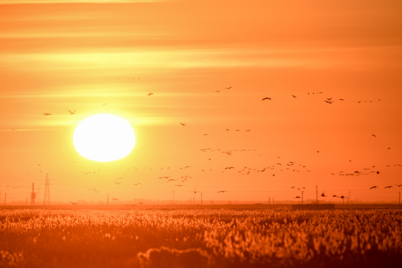 Des oiseaux migrateurs dans le district de Zhenlai de la ville de Baicheng