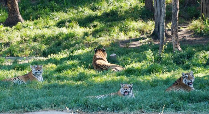 Des tigres de Sibérie dans le Parc des tigres de Sibérie de Hengdaohezi à Hailin