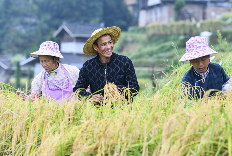 Des agriculteurs récoltent du riz dans les rizières en terrasses du district de Congjiang