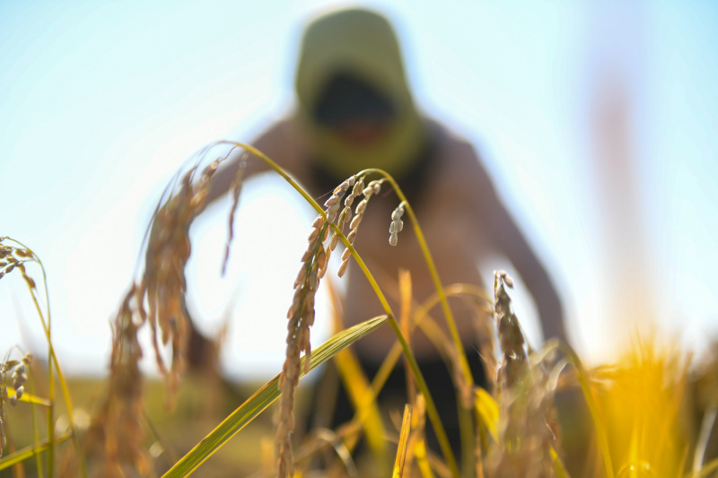 Un agriculteur récolte du riz dans le bourg de Xihe de la ville de Shulan