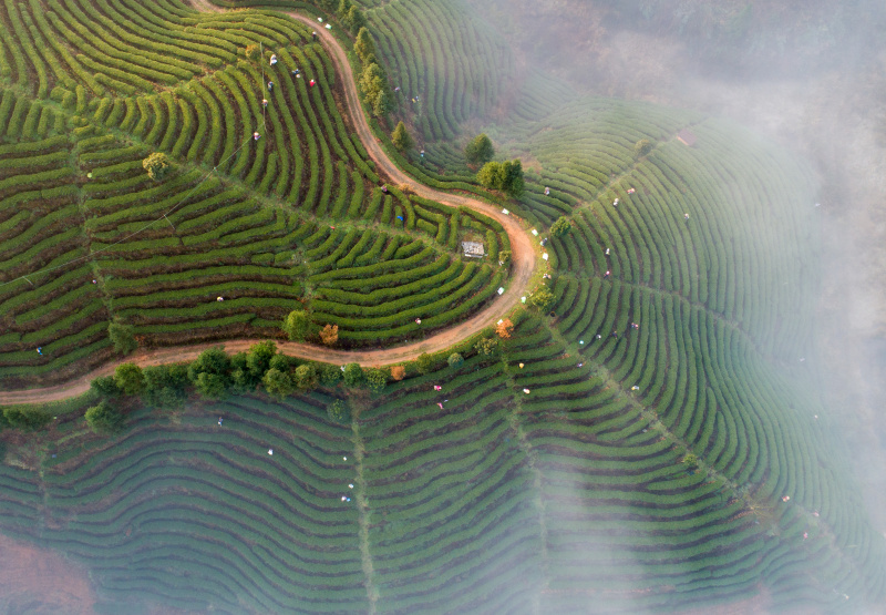 Photo aérienne du paysage d'un jardin de thé du district autonome Dong de Tongdao