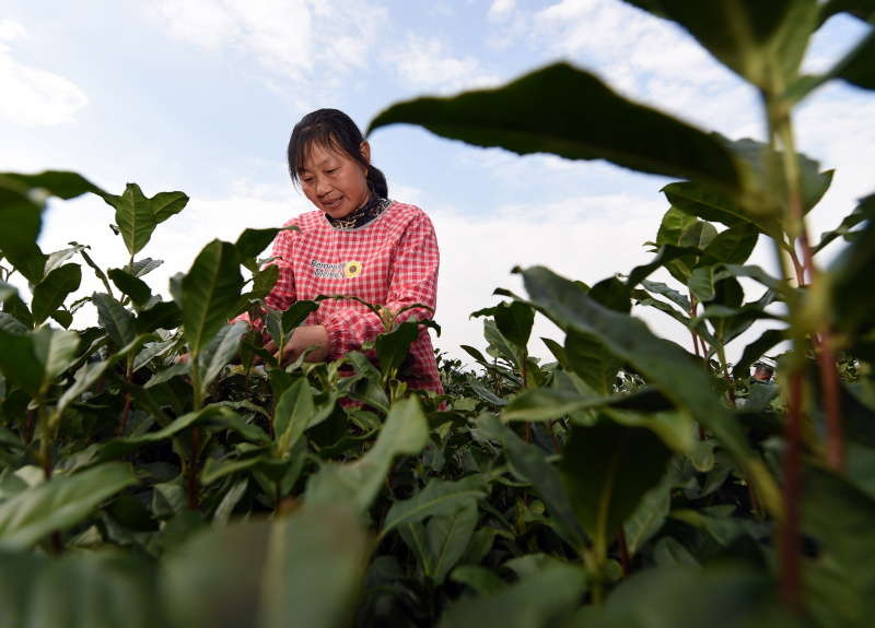 Une agricultrice cueille des feuilles de thé pendant la saison de récolte du thé dans une plantation de thé à Huangshan
