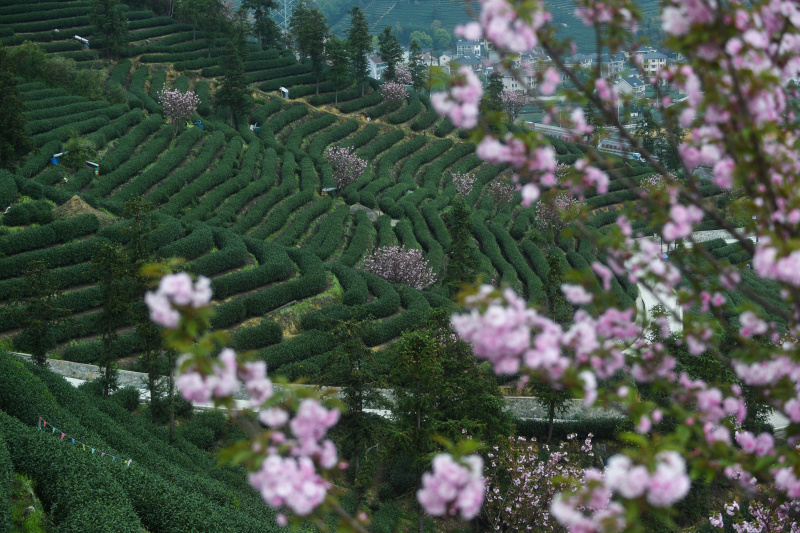 Vue de fleurs de cerisier dans un jardin de thé du village de Bashan