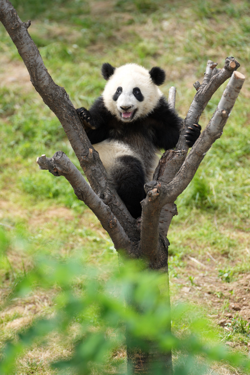 Photo d'un panda géant dans un parc scientifique récemment ouvert dédié à la protection des espèces sauvages dans le district de Zhouzhi à Xi'an