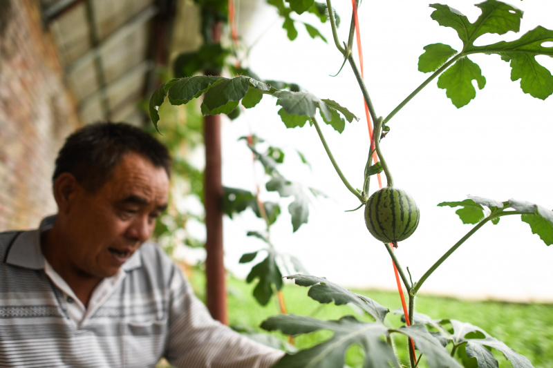 Wei Jinming dans sa plantation de légumes dans le village de Xinzhai