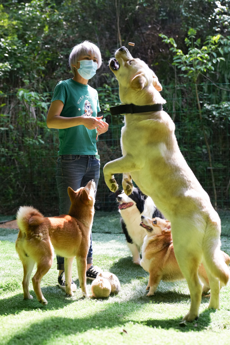 Un membre du personnel donne à manger à des chiens