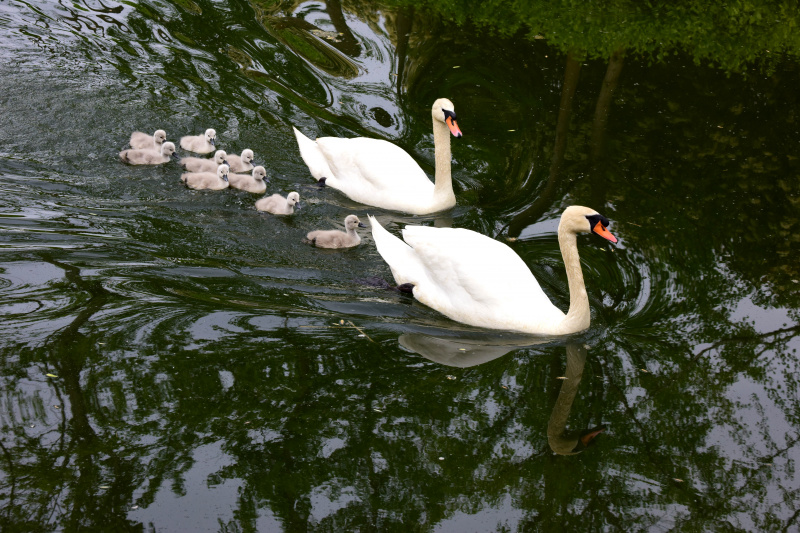 Un couple de cygnes muets et leurs bébés dans un parc
