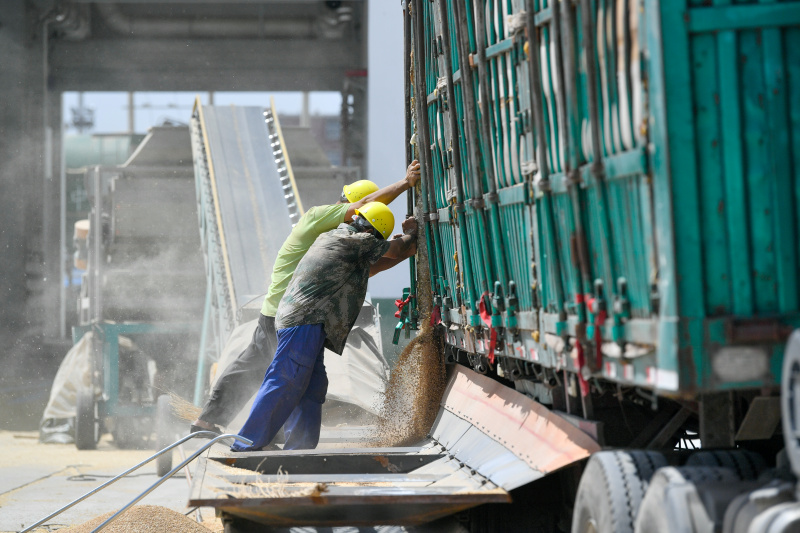 Des employés déchargent des céréales à la filiale de Dagang de la Central Grain Reserve Tianjin Dongli Direct Warehouse Co