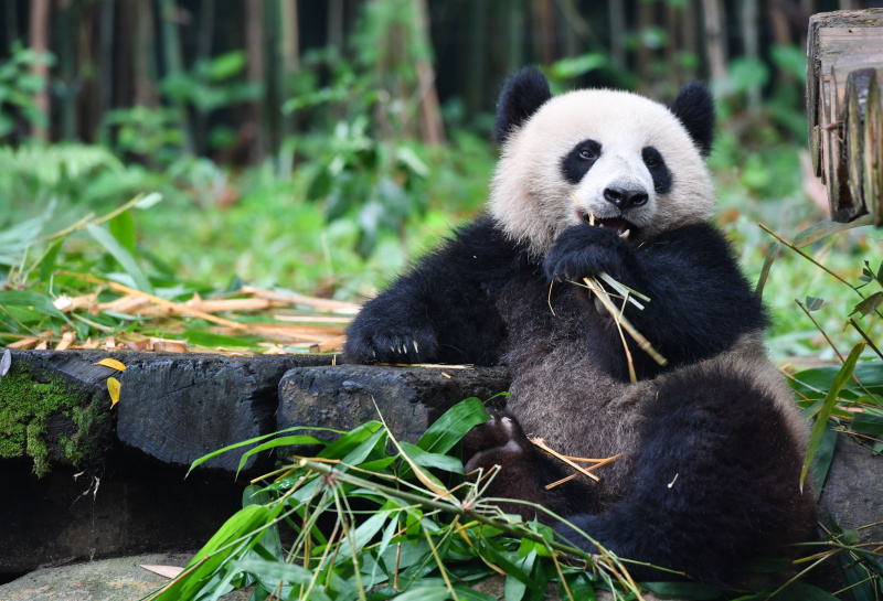 Le panda géant Tingzai mange du bambou dans le parc safari de Chimelong