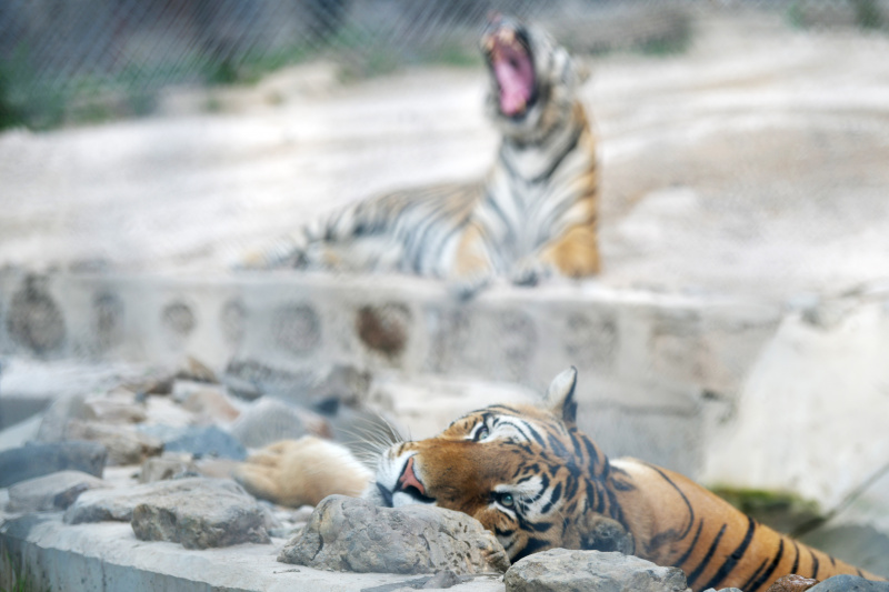 Des tigres de Sibérie dans le Parc des tigres de Sibérie de Hengdaohezi à Hailin