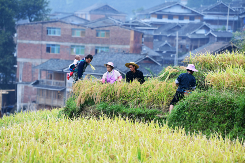Des agriculteurs récoltent du riz dans les rizières en terrasses du district de Congjiang