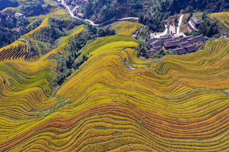 Photo aérienne prise le 12 octobre 2020 montrant des champs en terrasses dans le district de Longsheng